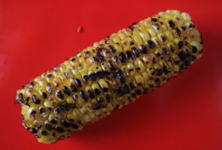 Corn on the cob